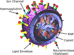 Illustration: Flu Virus Structure