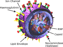 Flu Virus Structure Illustration: Flu Virus Structure