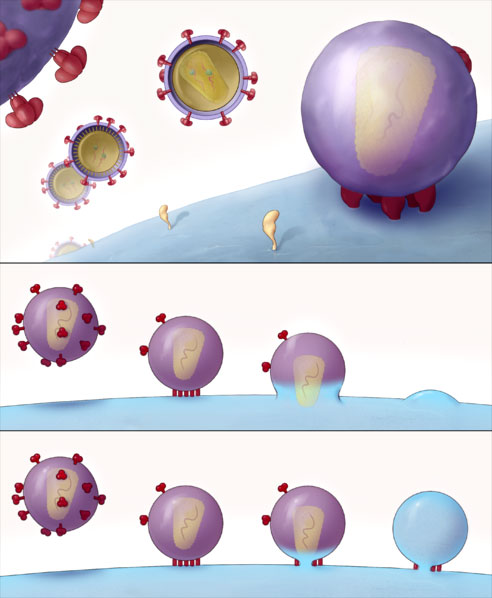 Graphical Representation of HIV Virus Entering into a T Cell