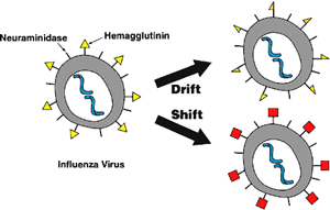 Illustration: Antigenic Drift Compared With Shift