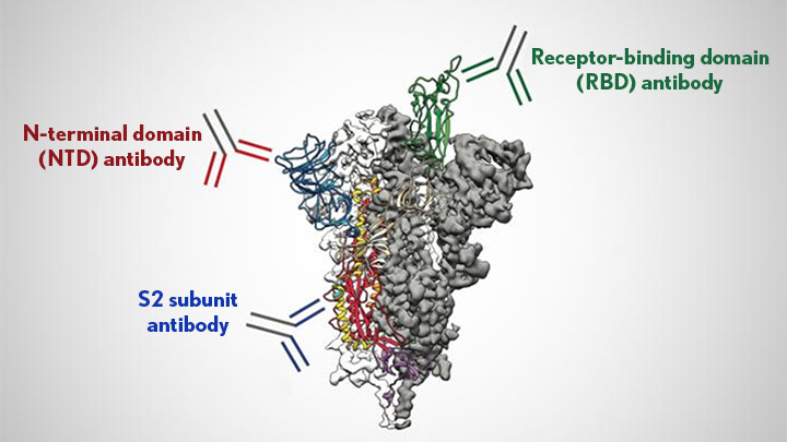 Antibodies target the coronavirus spike protein.