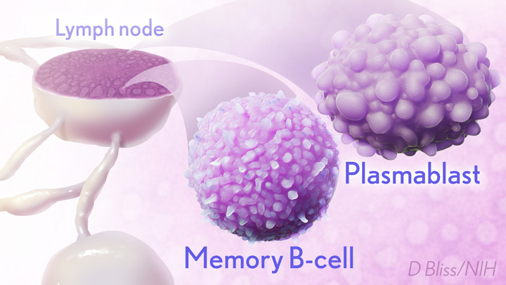 COVID memory B-cell.
