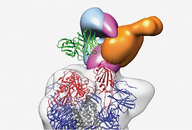 An illustration of COVID neutralizing antibodies.