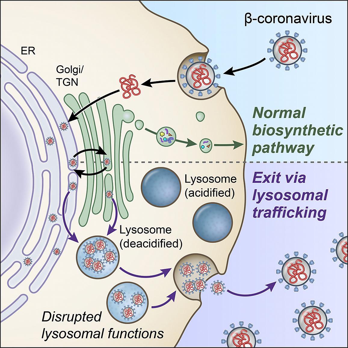 An illustration of the process by which the coronavirus exits a healthy cell.