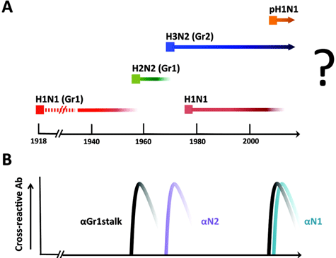 Circulating Influenza A Viruses