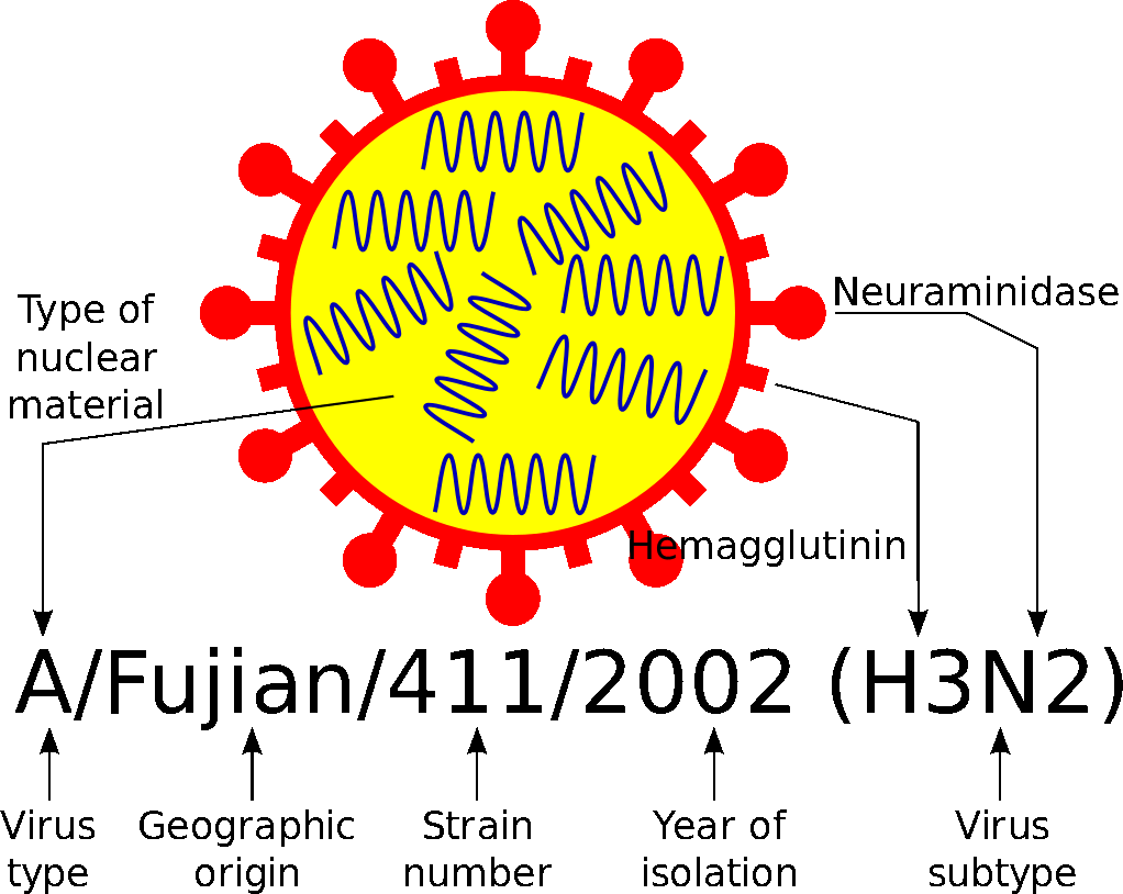 Image: Influenza Virus Nomenclature