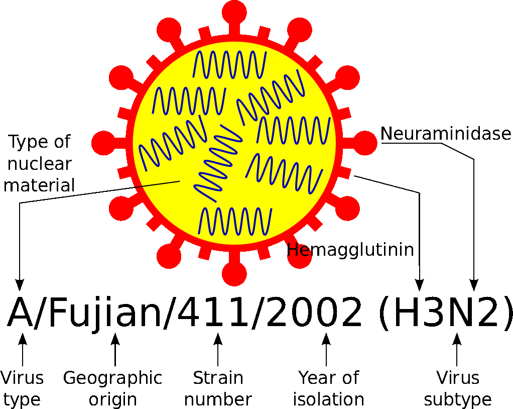 Influenza Virus Nomenclature Image: Influenza Virus Nomenclature
