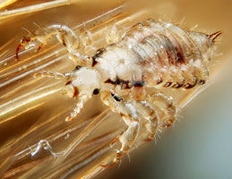 Pediculus humanus var capitis, also known as head louse