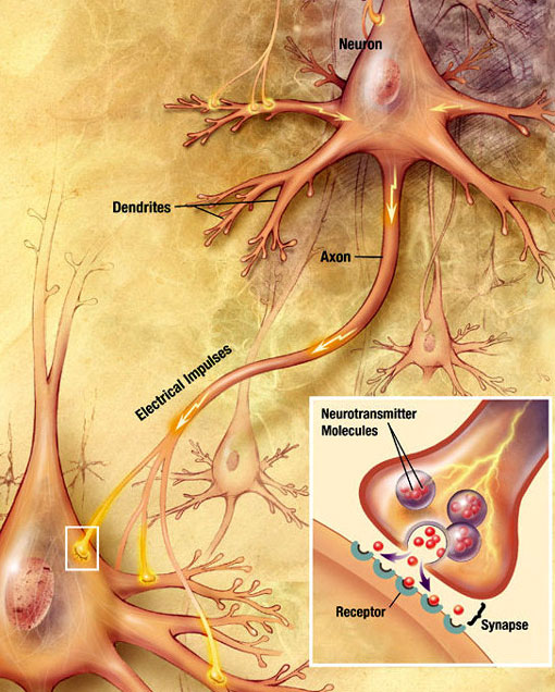 Chemical Synaptic Transmission An illustration showing an electrical nerve impulse.