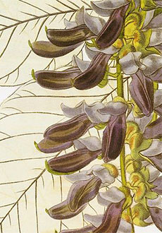 The mucuna pruriens, a hand-colored engraving from the Botanical Register (1838).