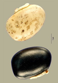 Mucuna pruriens seeds of two different colors, each about the size of a chicken egg.