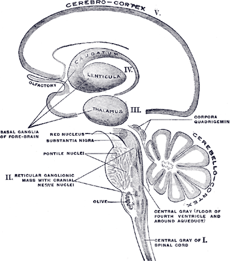 The Location of the Substantia Nigra Schematic representation of the chief ganglionic categories by Henry Gray.