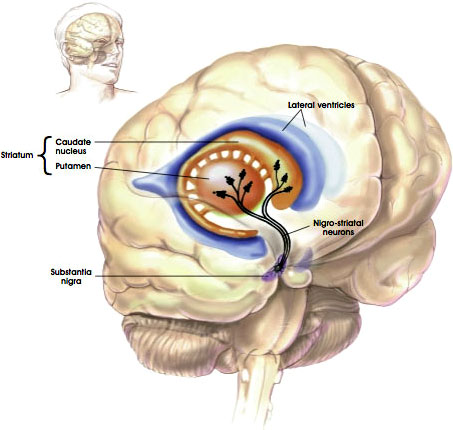 An illustration of the nigrostriatal pathway.