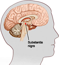 An illustration showing the location of the substantia nigra. 