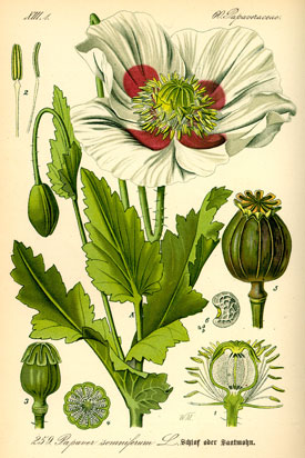 Illustration of Papaver Somnifera Illustration of Papaver Somnifera