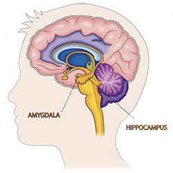 Illustration of human brain showing the amygdala and hippocampus