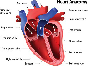 Illustration: Heart Anatomy