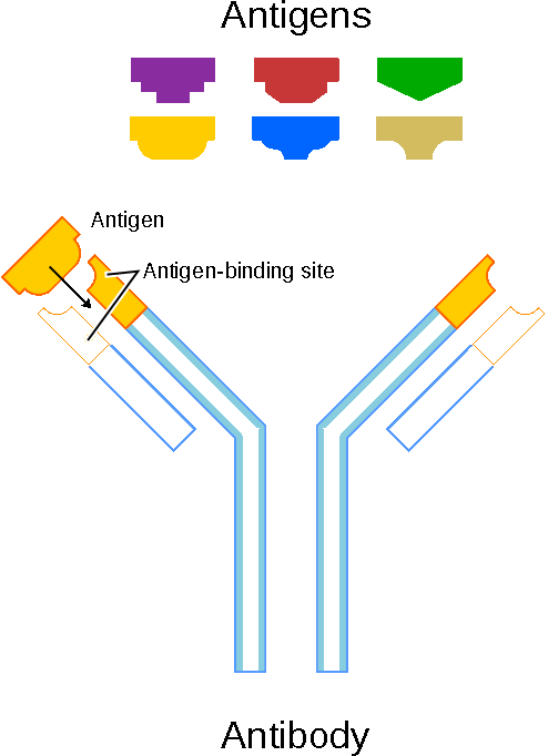 Schematic Diagram of an Antibody and Antigens