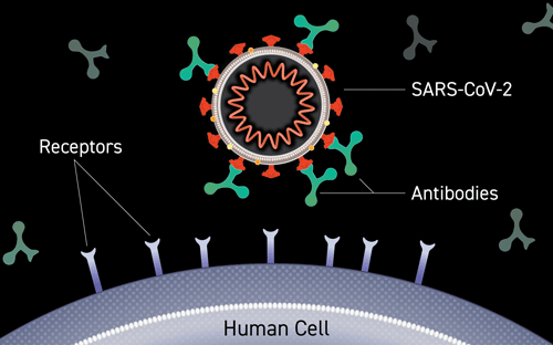 An illustration of an antibody binding to the surface of a SARS-CoV-2 virus.