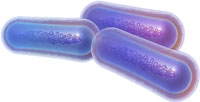 Illustration of several bacillus group