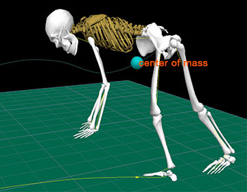 An illustration of the skeleton of a gymnast completing a cartwheel.