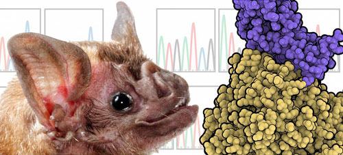 Representation of Vampire Bat and MERS-CoV Interacting with Host Receptor