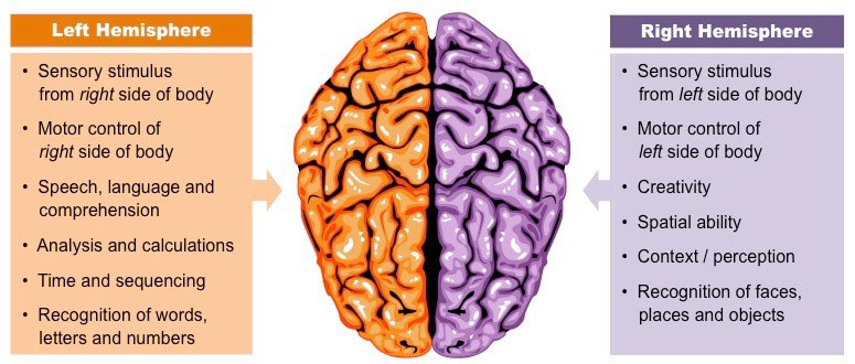 An illustration of the human brain showing functions located in each hemisphere.