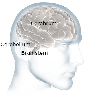 Three Main Sections of the Human Brain