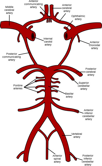 An illustration showing the arteries that make up the circle of Willis.
