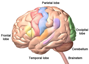 The four lobes of the cerebrum, plus the cerebellum and the brainstem. 