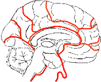 A drawing of the human brain showing the distribution of the anterior cerebral artery.