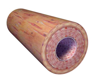 Elastic Artery An illustration of an elastic artery.