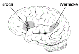 A lateral view of the brain showing the location of Braca's and Wernicke's areas.