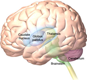 An illustration showing the location of the caudate nucleus and the globus pallidus in the lateral brain.