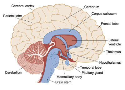 An illustration of the medial brain structures showing the cerebellum and brainstem.