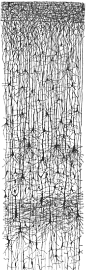 Nerve cell bodies in the cerebral cortex.