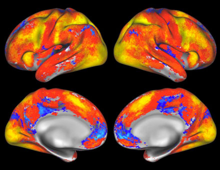 A map of overall task-fMRI brain coverage from the seven tasks used in the Human Connectome Project. 