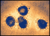 Infectious bronchitis virus particles