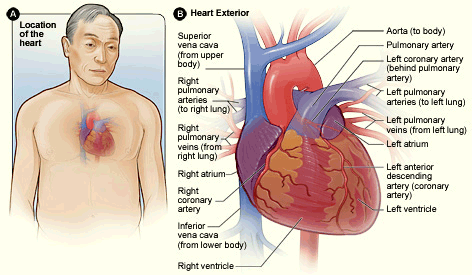 A drawing showing the anatomical location of the coronary arteries.