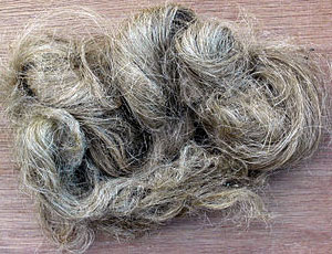 Photo of Cannabis Sativa Fiber