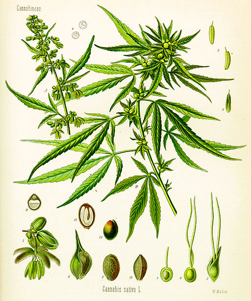 Drawing of cannabis sativa.