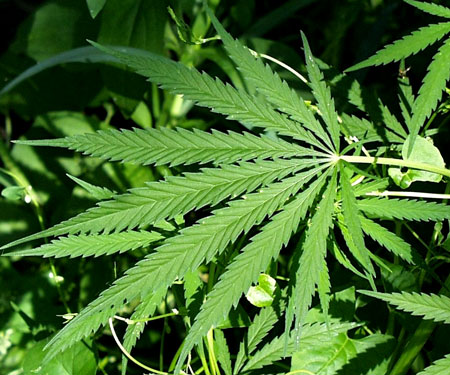 A photo of a cannabis sativa plant.