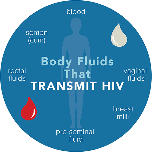 Illustration: Body Fluids That Transmit HIV
