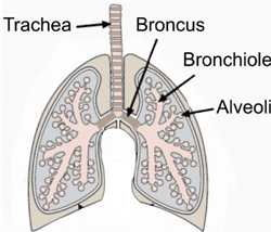 A diagram of the lungs.