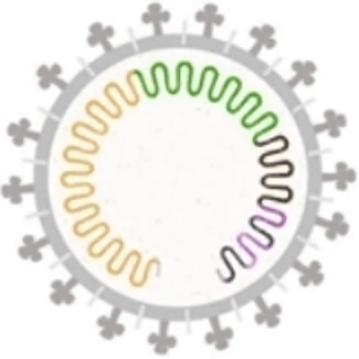 Illustration: Coronavirus Envelope Showing Spike Proteins