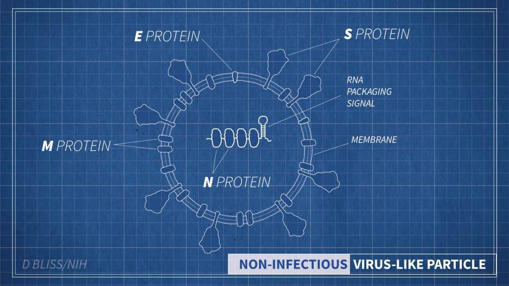 Blueprint of virus-like particles.