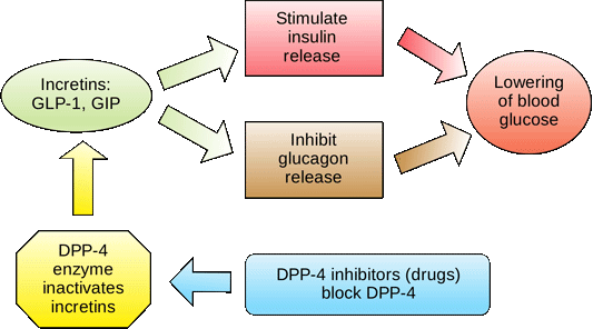 Incretins Stimulate Insulin Release An illustration showing the role of incretins and insulin.