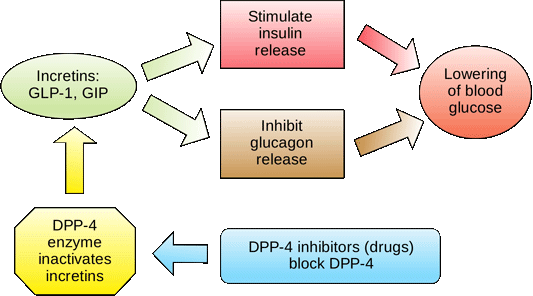 Regulating blood glucose