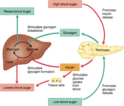 Regulating blood glucose