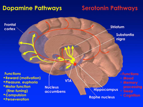 Illustration Showing Dopamine Pathways in the Brain